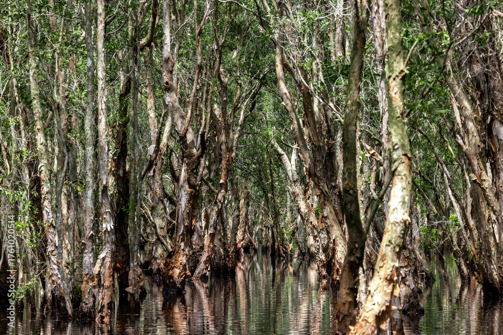 Fototapeta premium Jungle wetlands wilderness, Wetlands crucial for biodiversity, Swamp landscape ecological reserve in wildlife, Greenery rural area with swamp.