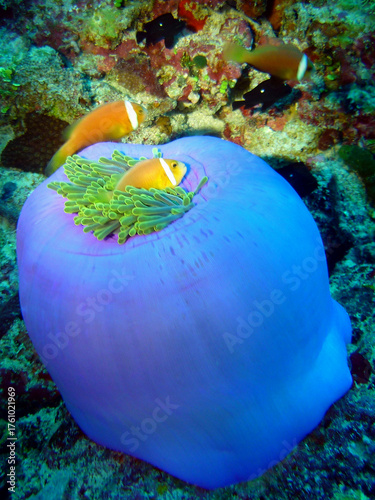 Deux poissons-clowns se cachent dans une magnifique anémone violette, au cœur d’un récif coloré des Maldives