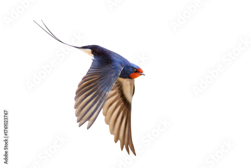 Barn Swallow Hirundo rustica in flight with its elegant tail, isolated on a white background
