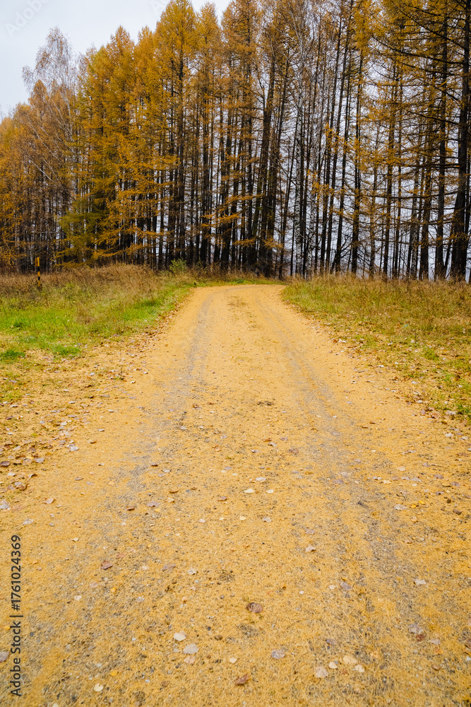 Fototapeta premium A Serene Autumn Pathway That Is Beautifully Surrounded by Majestic Golden Trees Forming a Gorgeous Canopy Along the Way, Inviting Exploration and a Peaceful Outdoor Adventure in Natures Embrace
