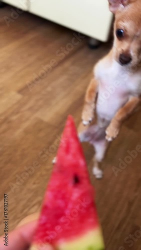 Chihuahua Hilariously Devours Watermelon Slice