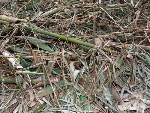 Detailed ground shot: tiny fragments of discarded bamboo waste scattered among dry leaves, painting a realistic, rustic picture of untouched nature in a serene village setting