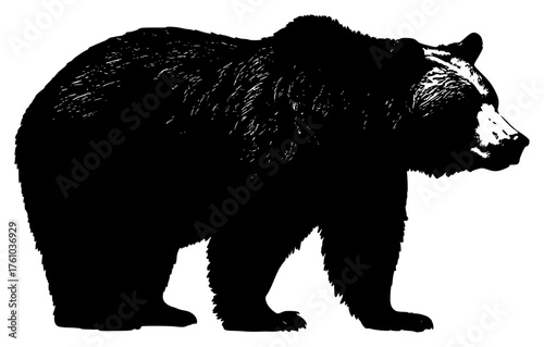 bear on a transparent background, bear, black, brown, large, picture, stand, walk 