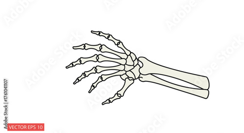 Anatomical line art illustration of a human hand skeleton showing wrist and finger bones.