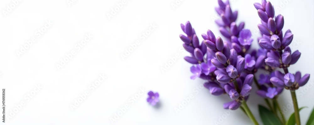 Obraz premium Vibrant lavender bouquet, pristine white backdrop , floral, decoration, event