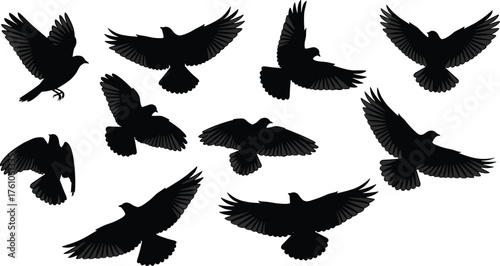 Flying bird silhouette set, black bird vector, wing motion icons, flight posture design, nature illustration, avian shape collection
