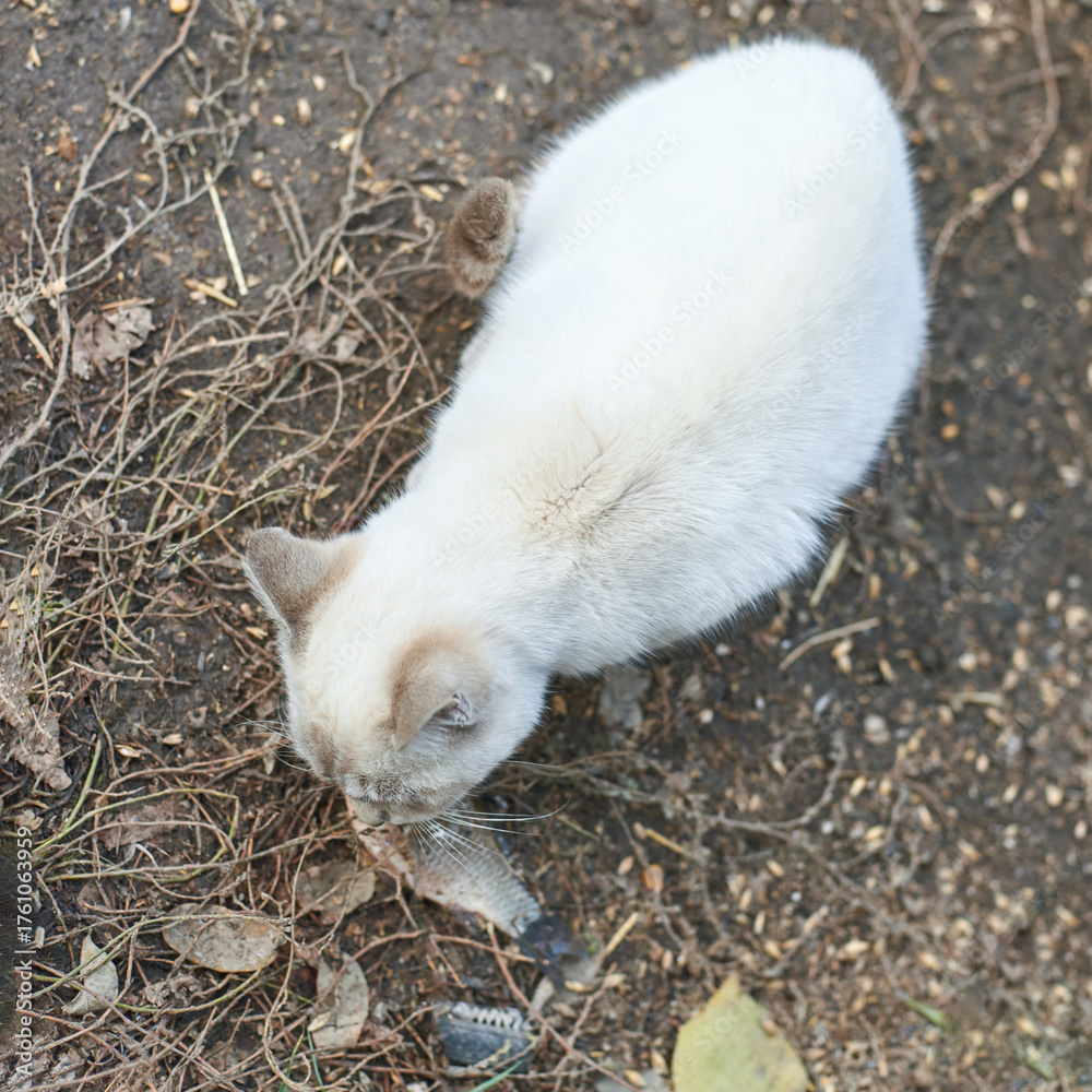Fototapeta premium White cat eating fish in outdoor natural setting with brown earthy background.