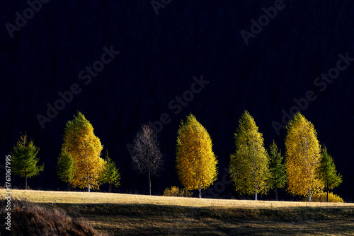 Trees in Sunset Light with Pine Forest Background. Beautiful trees glowing in the warm light of sunset, with a shadowed pine forest creating a soft, decorative background.