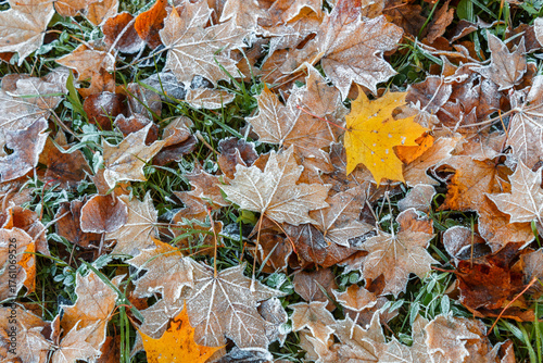Colorful fallen autumn leaves with frost. Freezing conditions. Autumn. Selective focus