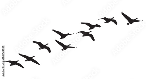 Flock of birds flying in formation isolated on transparent background