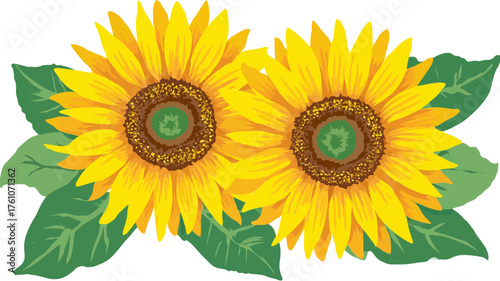 Vibrant yellow sunflowers with green leaves illustration, bright summer floral design element, natural botany graphic