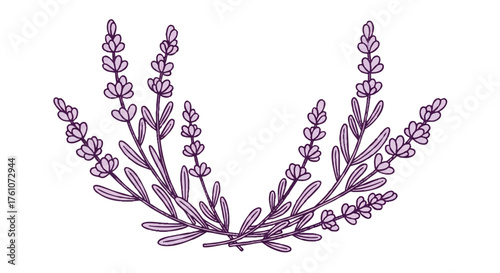 Lavender sprigs outline icon vector
