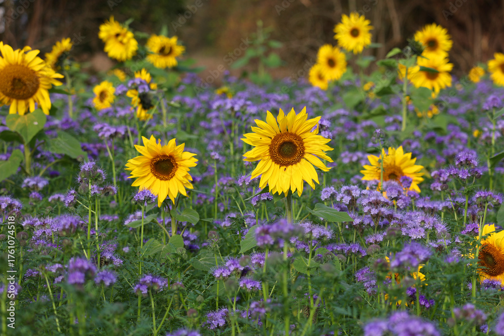 Fototapeta premium champ de tournesol
