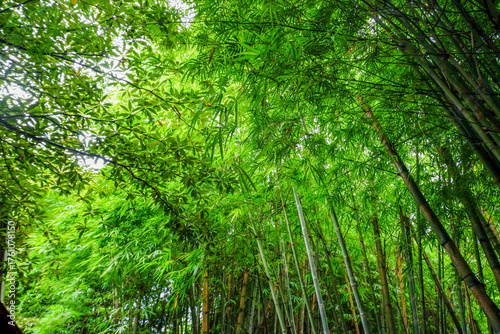 Photos Many bamboo stalks and light beam,bamboo thick and green,bamboo forest with young Bamboos