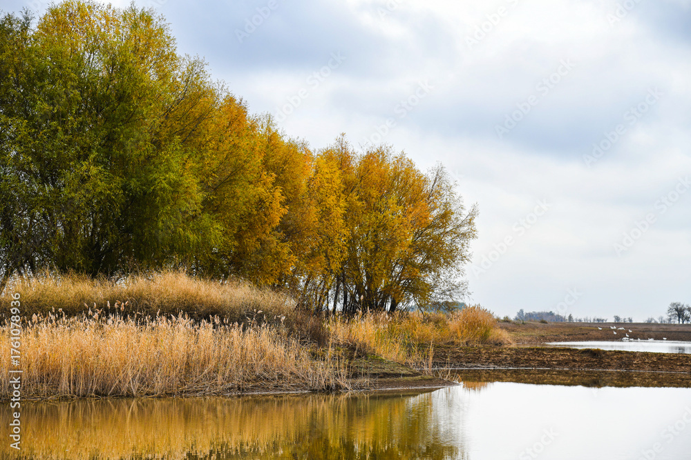 Fototapeta premium Calm autumn landscape. Tall yellow reeds and trees with autumn foliage grow around the reservoir.