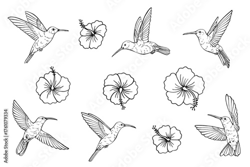 Hummingbirds and tropical flowers. Hand drawn illustration converted to vector.