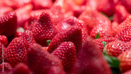 Fresas o frutillas maduras listas para ser vendidas. 