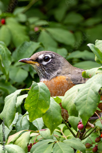 American Robin (Turdus migratorius) in Central Park