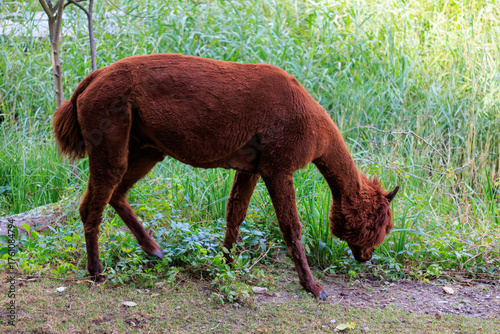 Alpaca in the Gardens of Trauttmansdorff Castle near Merano, South Tyrol, Italy