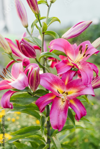 Lilium Satisfaction Pink Tree Lily With Yellow Center