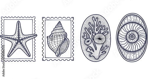 Collection of sea creatures and marine life illustrations, including a starfish, shell, coral, and ammonite