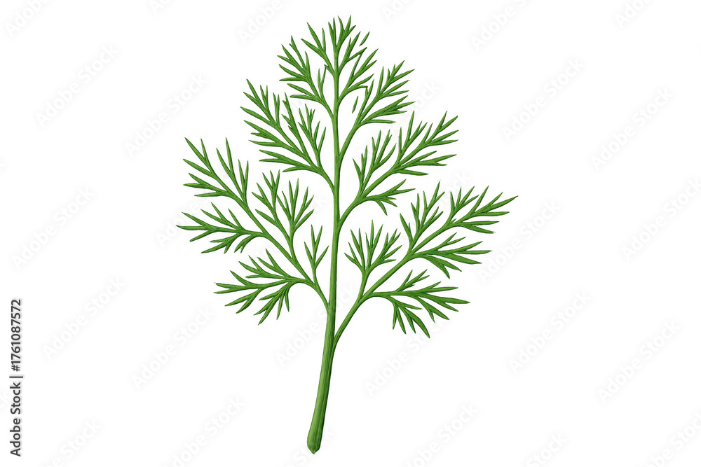 Naklejka premium Dill herb sprig green plant transparent background
