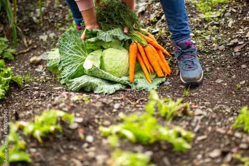 Freshly harvested carrots and cabbages on garden soil
