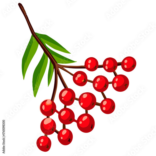 Vector illustration of a red rowanberry branch with leaves. Hand drawn autumn plant isolated on white background.