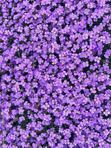 A vibrant floral background with small purple flowers blooming in a dense carpet. Natural spring texture, perfect for design, decoration, and wallpaper