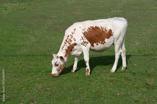 cow