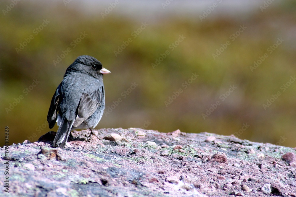 Obraz premium finch on a rock