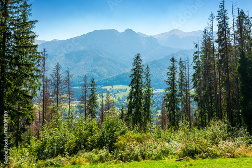sunny landscape with coniferous forest on grassy meadow. beautiful summer landscape of poland, zakopane at high noon. magnificent polish highland wanderlust