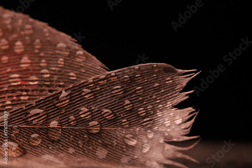 Raindrops on the surface of a pigeon feather, natural texture