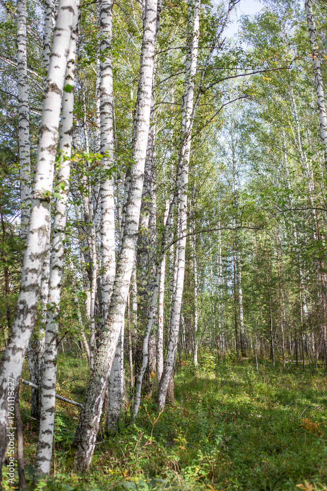 Fototapeta premium A vibrant birch grove with green grass on a sunny day. Summer vertical landscape