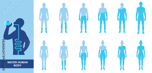 Water Human Body Icon Set. water, human, body, hydration, biology, structure, health, anatomy. illustration