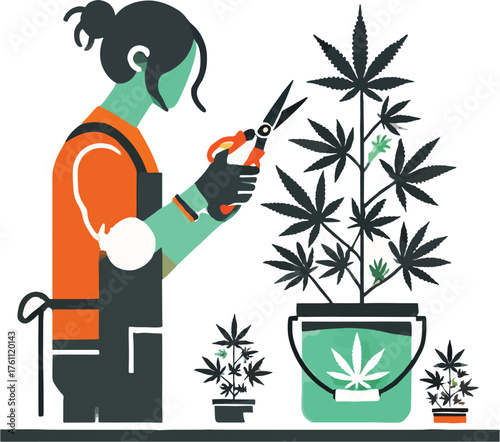 Person trimming cannabis plant with scissors marijuana