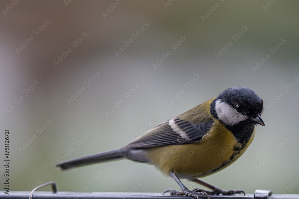 Fototapeta premium Alert Great Tit: Bird Portrait Looking at Camera with Copy Space
