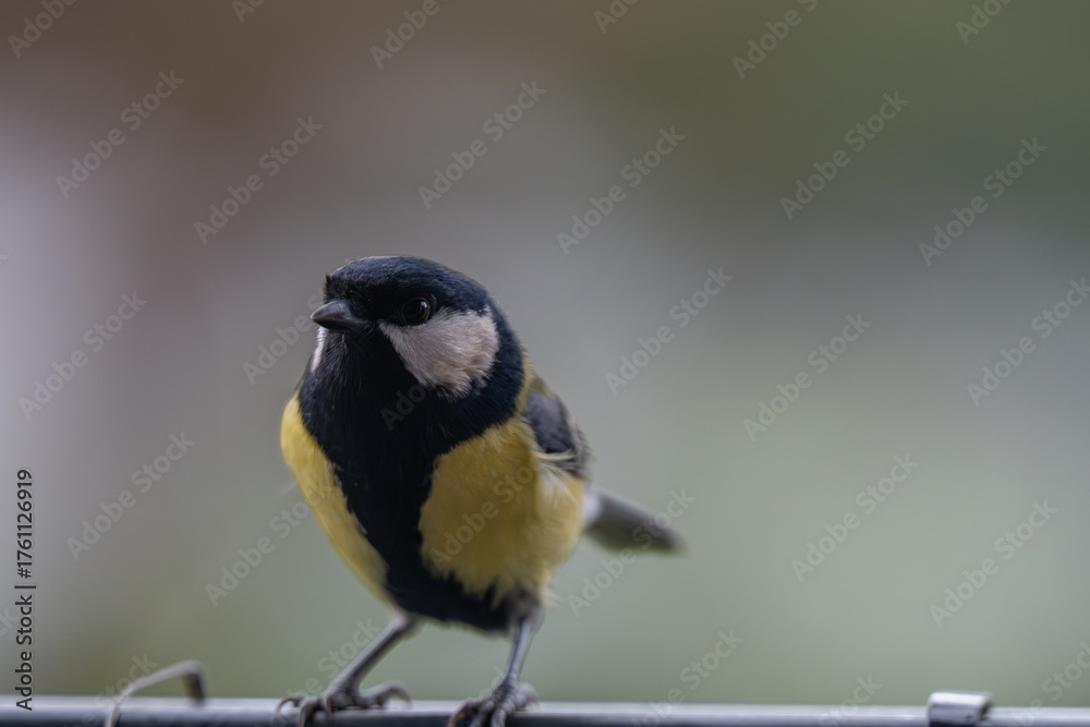 Fototapeta premium Alert Great Tit: Bird Portrait Looking at Camera with Copy Space