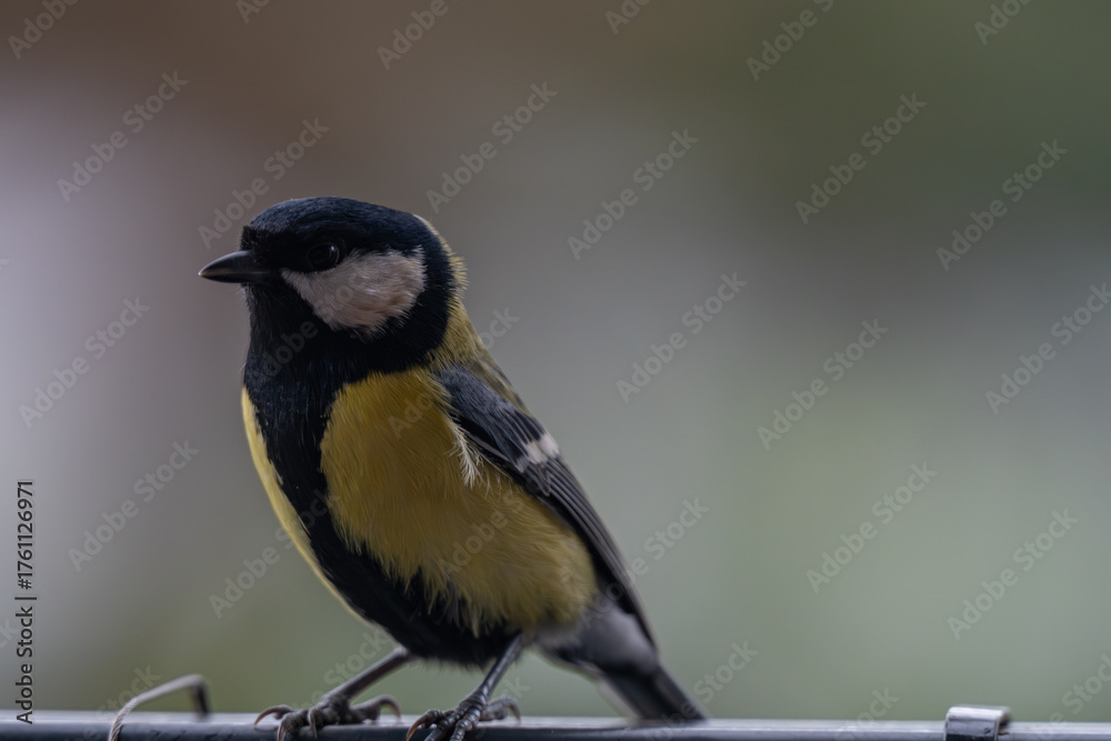 Fototapeta premium Alert Great Tit: Bird Portrait Looking at Camera with Copy Space
