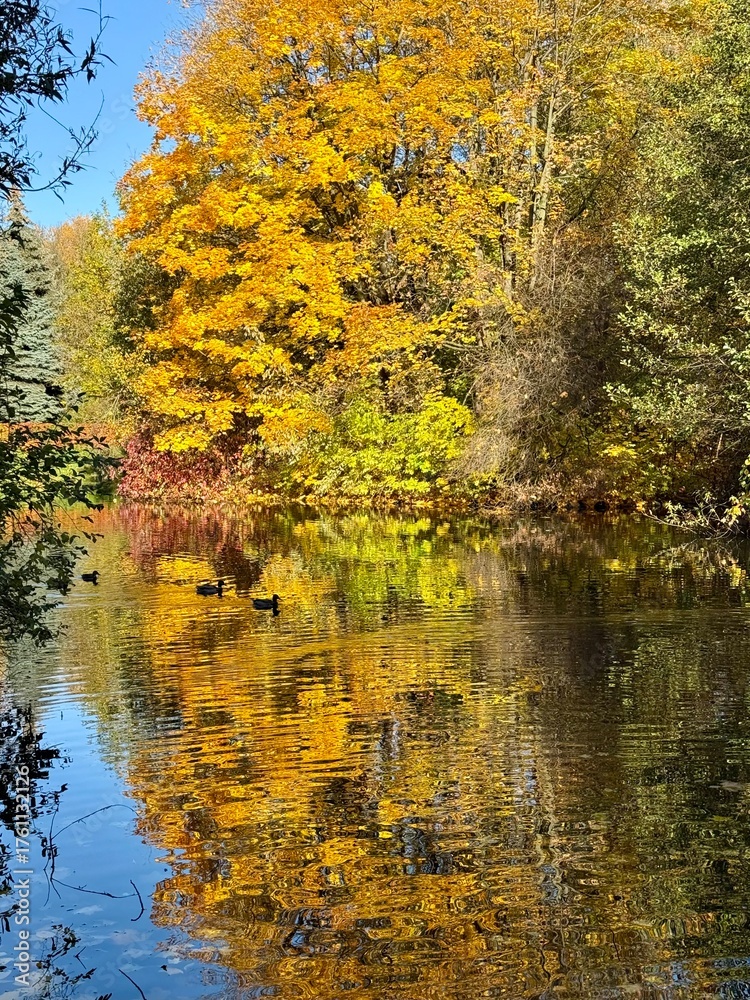 Fototapeta premium golden fall in the park, colorful autumn trees on the pond, falling leaves on the pond surface