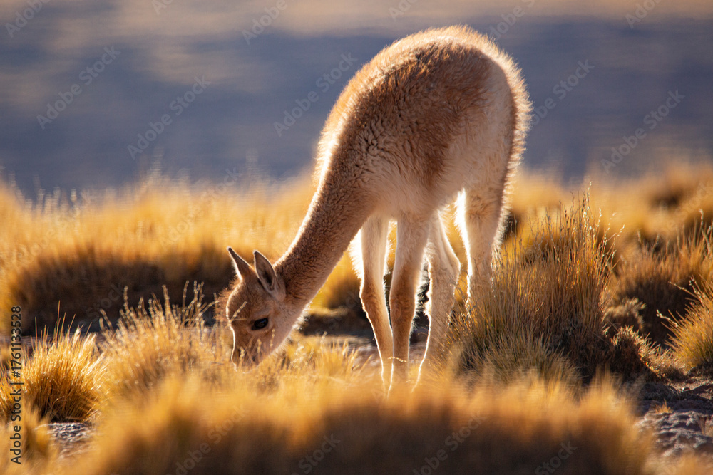 Obraz premium Close-Up Portrait of a Brown Llama in Natural Mountain Landscape
