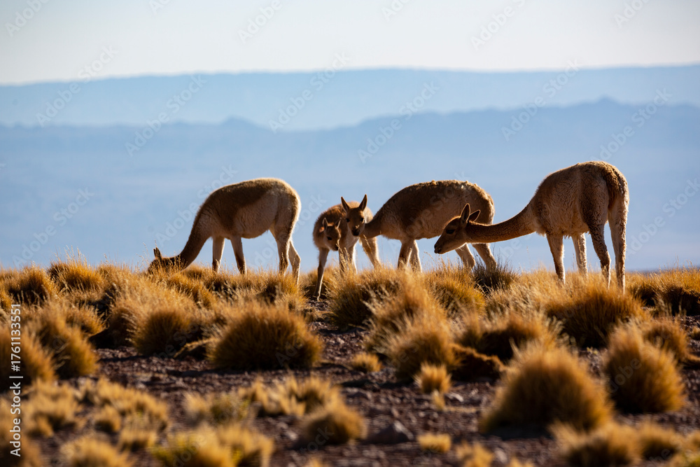 Naklejka premium Close-Up Portrait of a Brown Llama in Natural Mountain Landscape