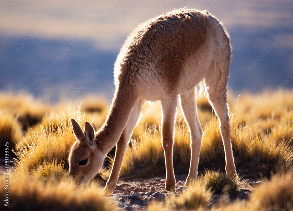 Obraz premium Close-Up Portrait of a Brown Llama in Natural Mountain Landscape