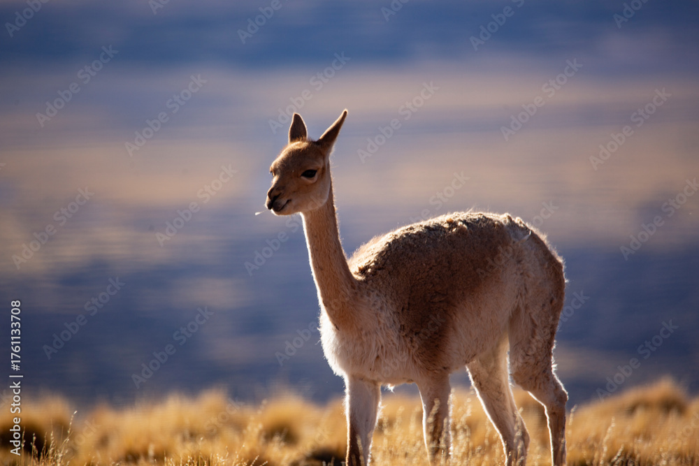 Naklejka premium Close-Up Portrait of a Brown Llama in Natural Mountain Landscape