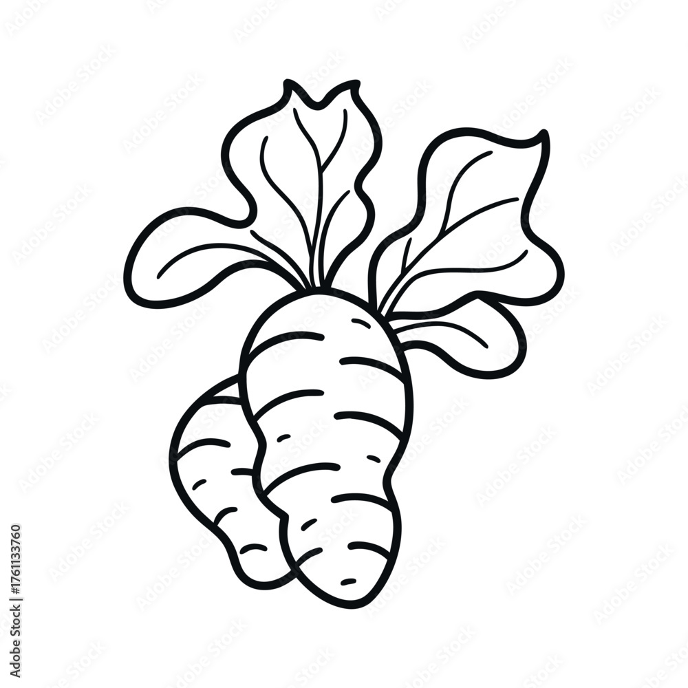 Fototapeta premium Ginger Root Outline Vector Illustration