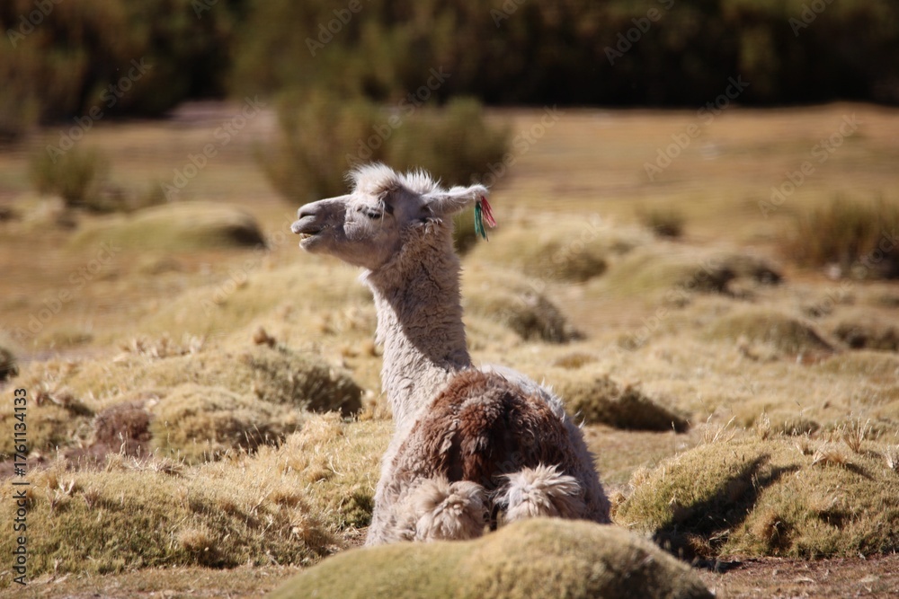 Obraz premium Close-Up Portrait of a Brown Llama in Natural Mountain Landscape