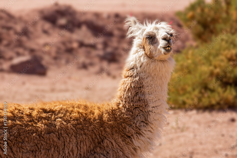 Obraz premium Close-Up Portrait of a Brown Llama in Natural Mountain Landscape