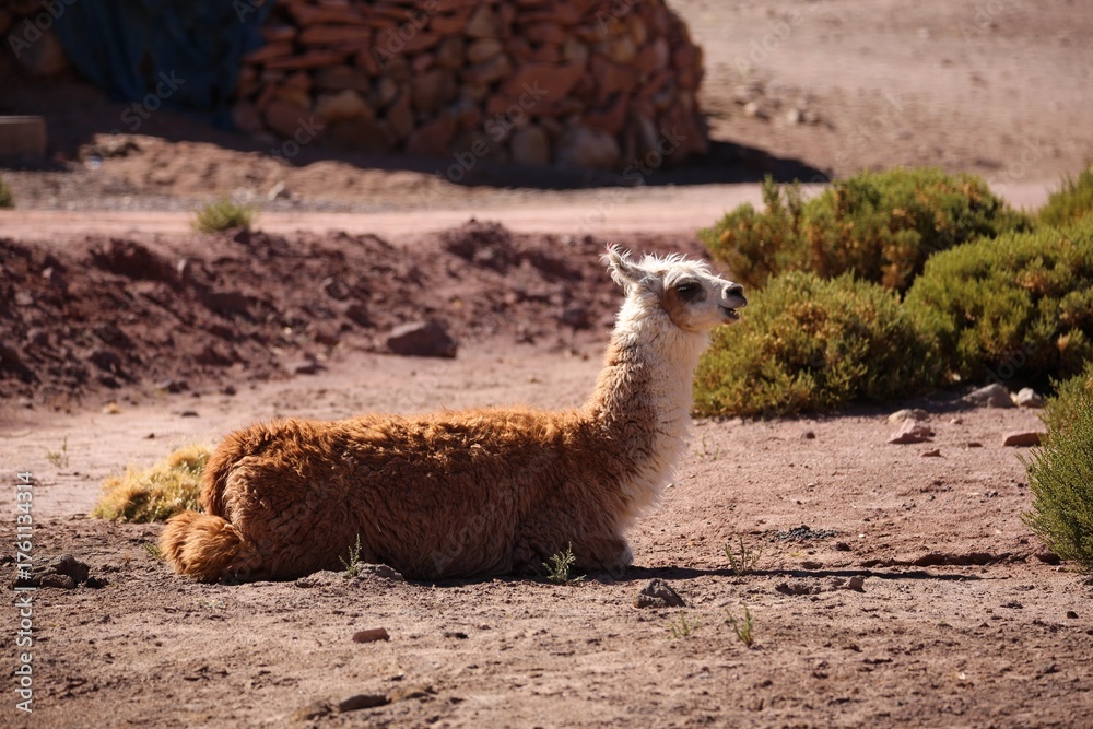 Naklejka premium Close-Up Portrait of a Brown Llama in Natural Mountain Landscape