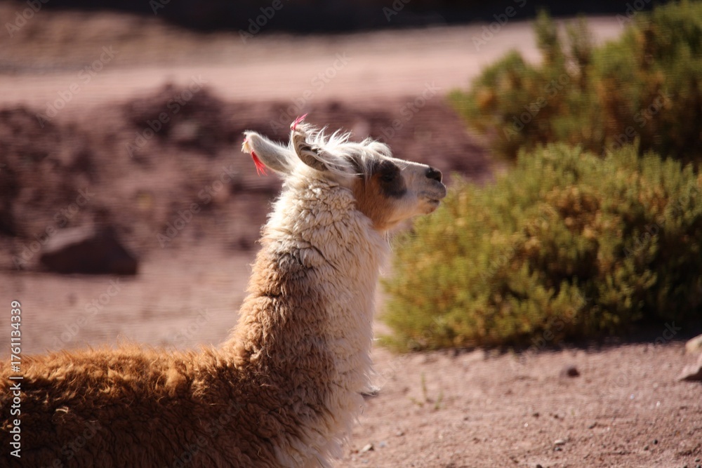 Naklejka premium Close-Up Portrait of a Brown Llama in Natural Mountain Landscape