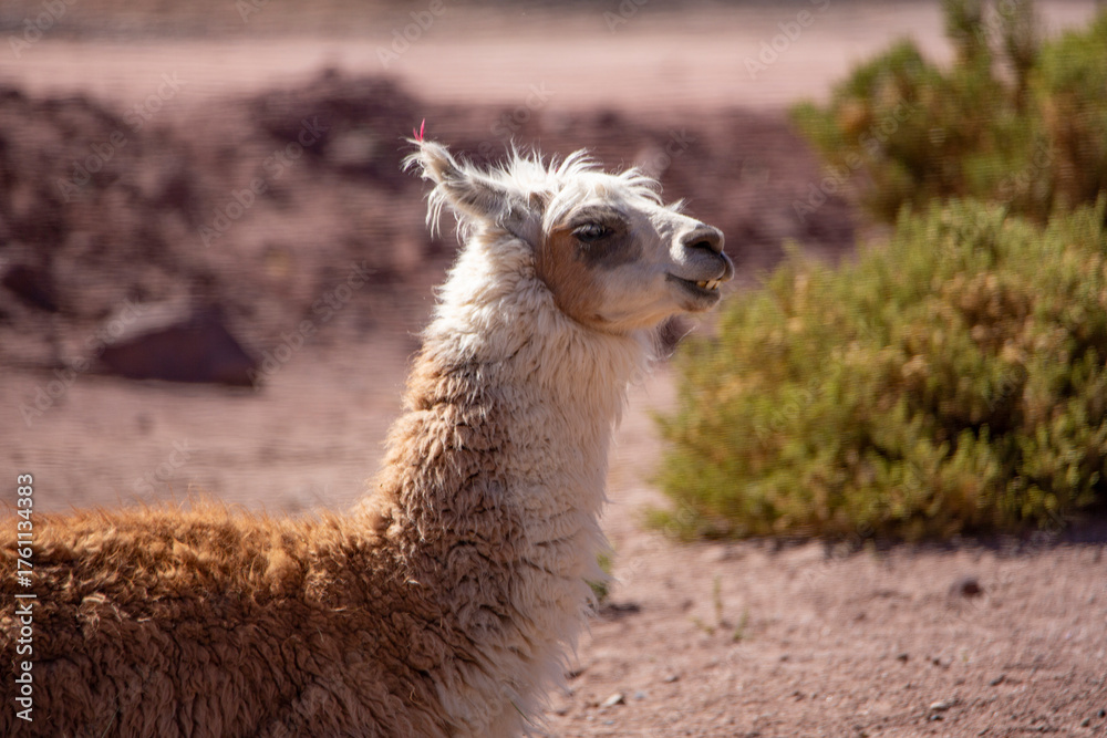 Naklejka premium Close-Up Portrait of a Brown Llama in Natural Mountain Landscape